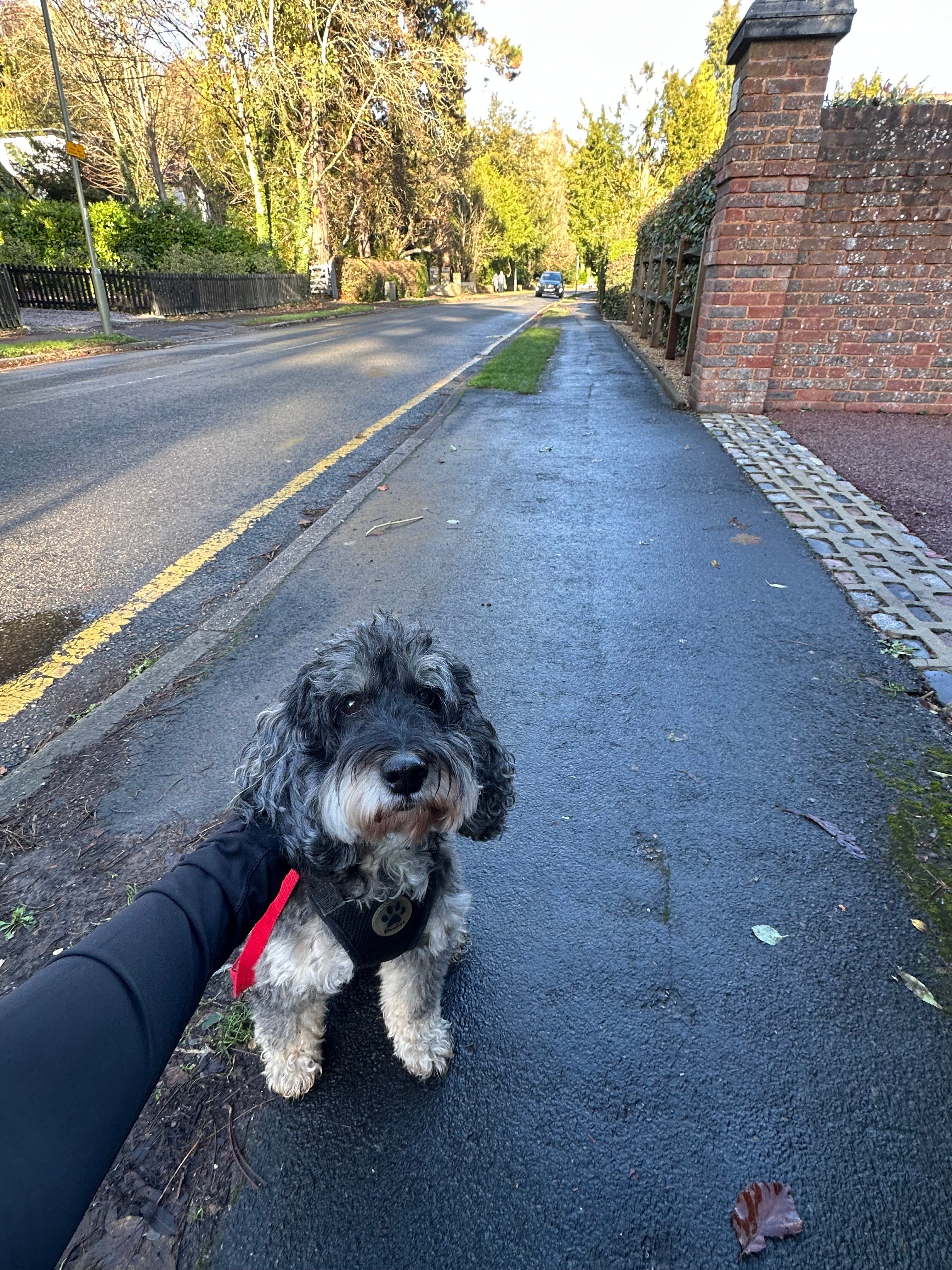 On the move: Elvis on a 5k run with Lydia