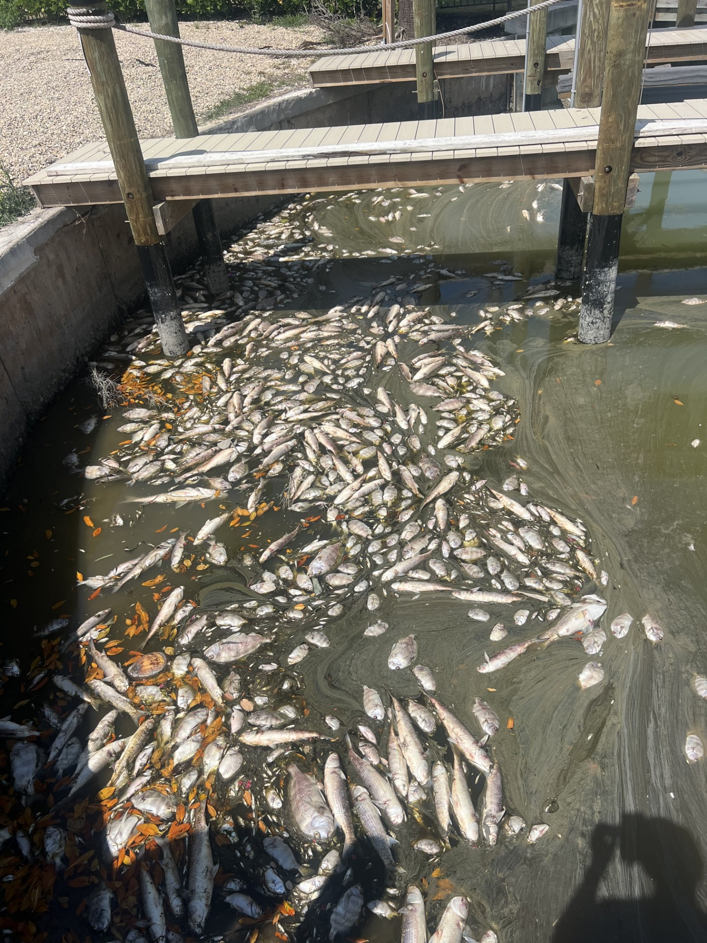 Researchers found low oxygen levels killed an ‘unusual number’ of fish in Buccaneer Lagoon
