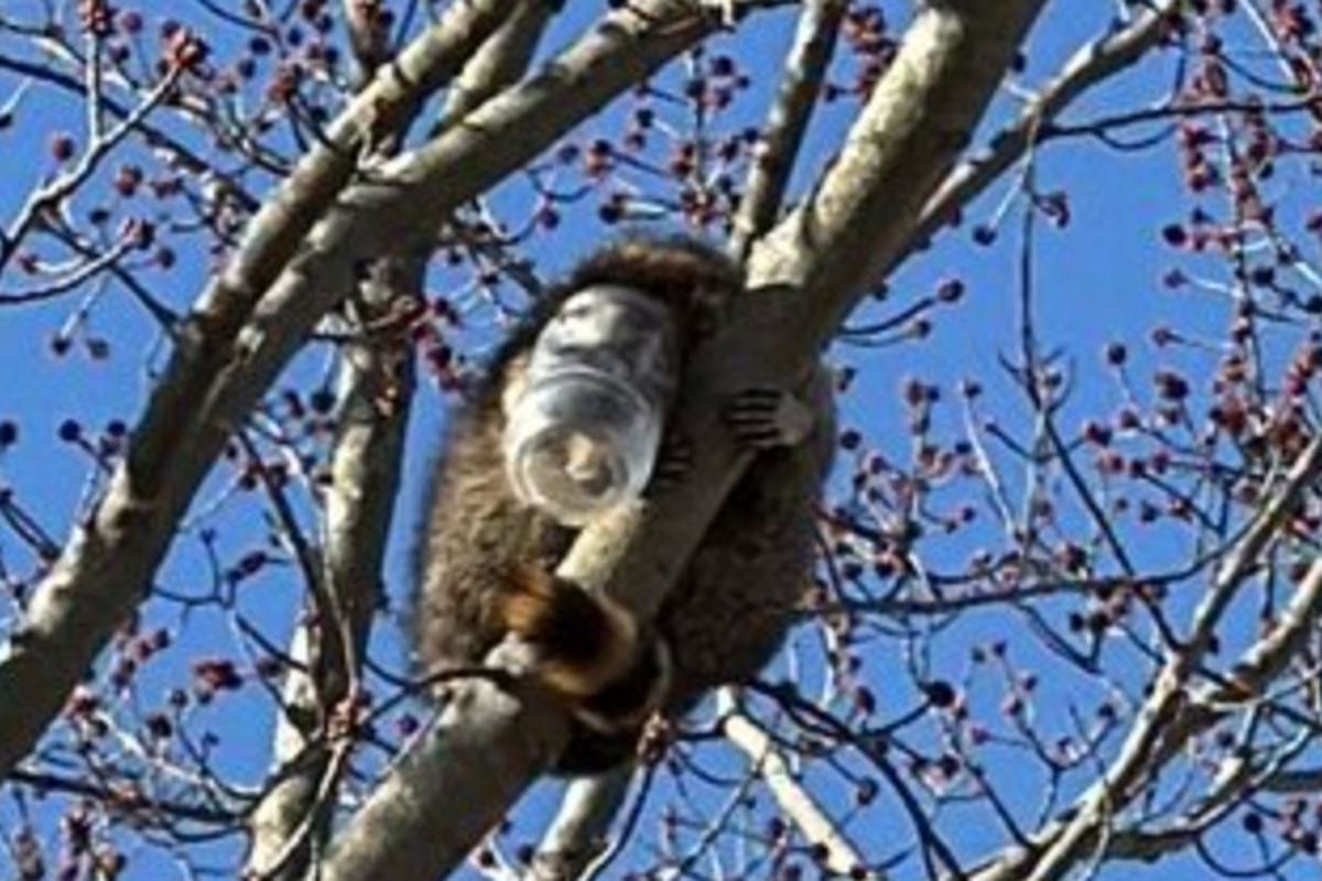 Greedy raccoon with peanut butter jar stuck on its head rescued by firefighters – UK Times Greedy raccoon with peanut butter jar stuck on its head rescued by firefighters – UK Times