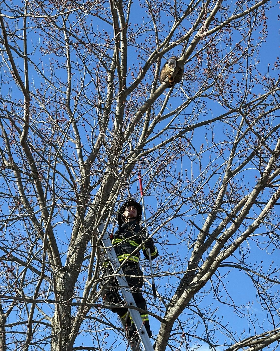 The Shelburne Fire Department rescued a raccoon with a peanut butter jar stuck on its head