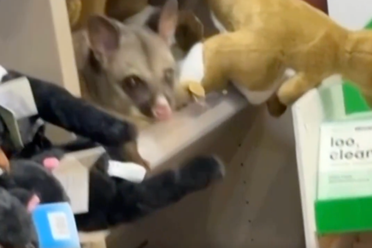 Real possum shocks staff after hiding amid toy animals in Australian airport gift shop Real possum shocks staff after hiding amid toy animals in Australian airport gift shop