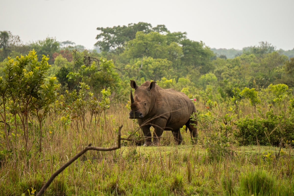 Uganda reintroduces rhinos into a protected area where they have been extinct since 1983