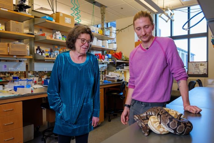 Distinguished Professor Leslie Leinwand, left, and graduate student Skip Maas, right, are photographed with Maas's two pet pythons, Gaius and Agrippina. Leinwand and her colleagues have created a start-up called Arkana Therapeutics to work toward commercializing their research