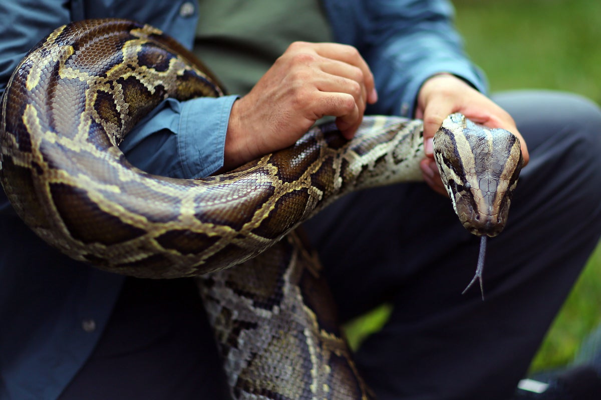 How pythons could be the key to unlocking the next-generation weight ...