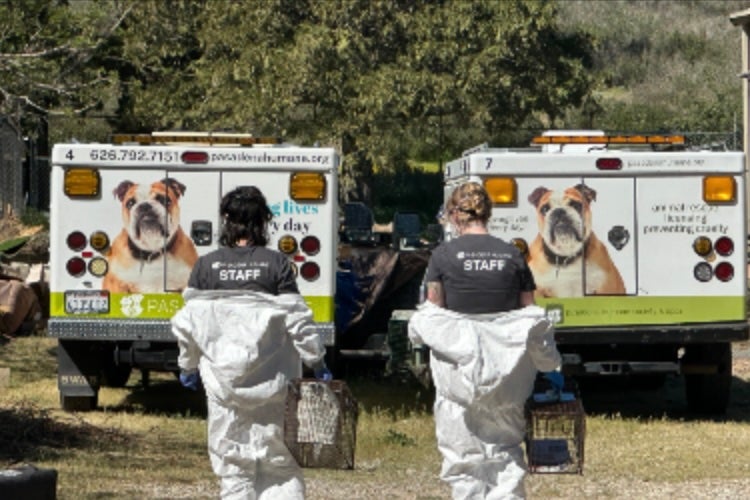 An estimated 400 dogs and 300 cats were on the Lake Hughes property and needed to be rescued, according to local officials