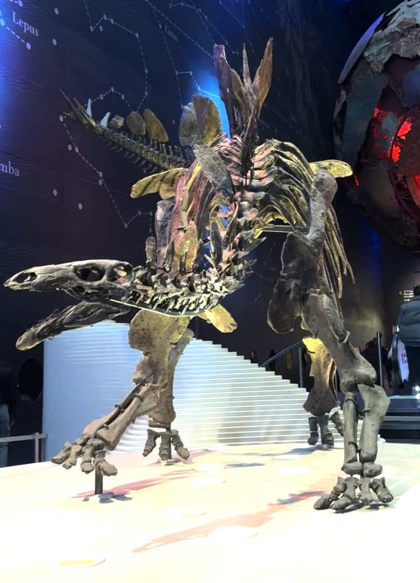 The world’s most complete Stegosaurus skeleton is one of the many exhibits