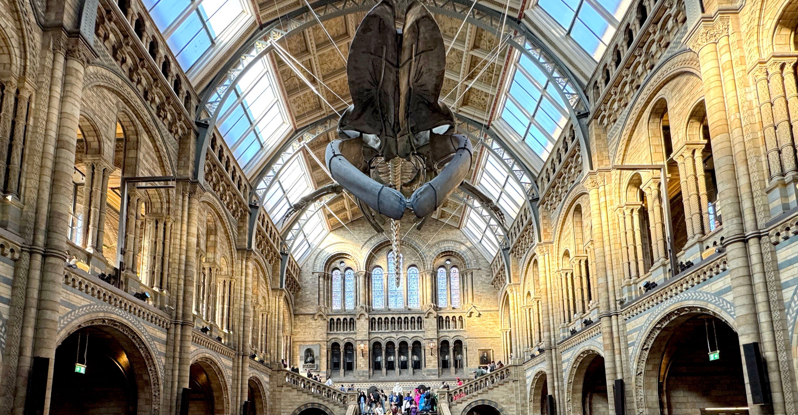 Hintze Hall houses a 25-metre-long blue whale skeleton