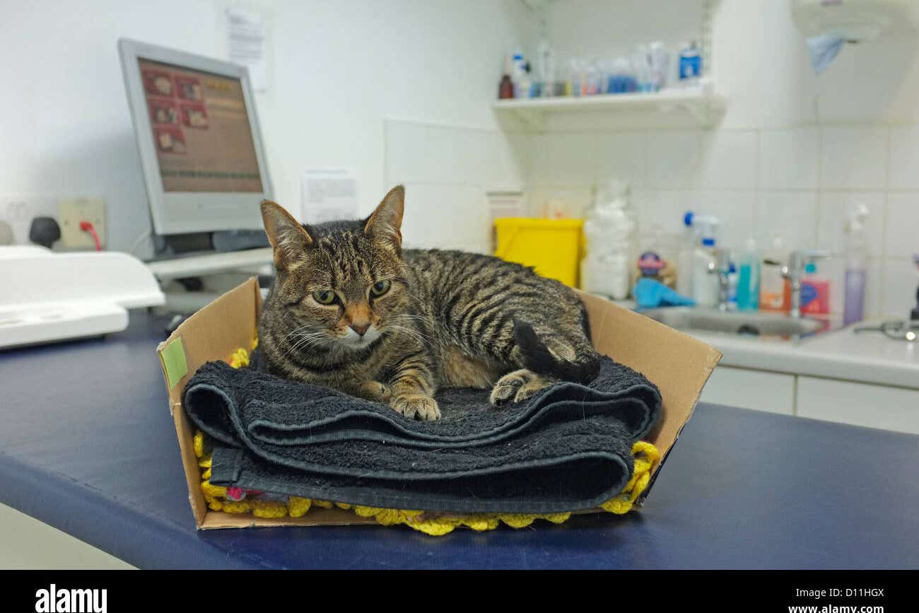 The CMA said pet owners using a vet practice belonging to a larger chain can expect to see changes before Christmas