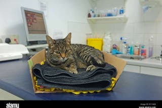 The CMA said pet owners using a vet practice belonging to a larger chain can expect to see changes before Christmas