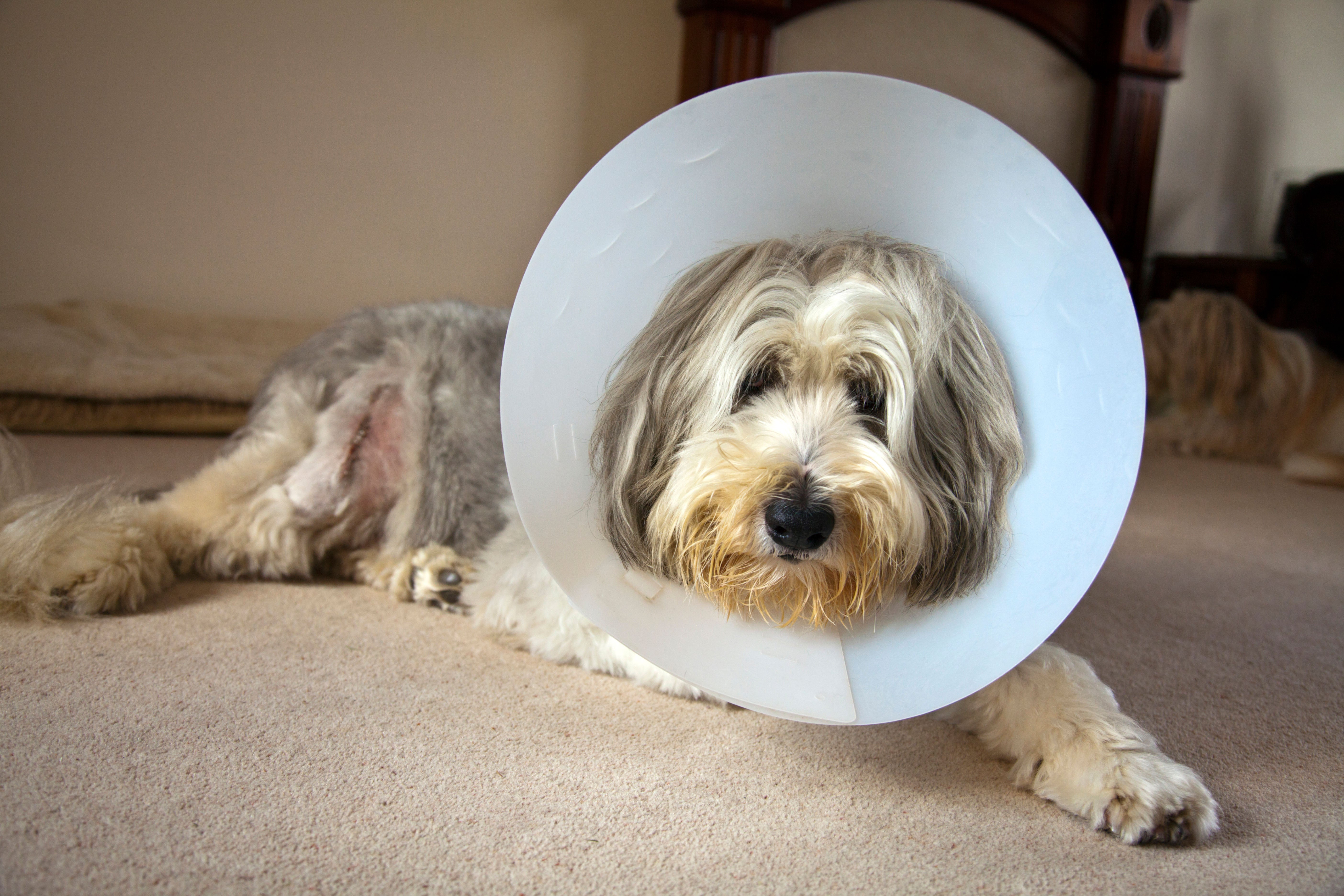 independent.co.uk - Josie Clark - Why vets will soon have to cap prescriptions and publish treatment costs