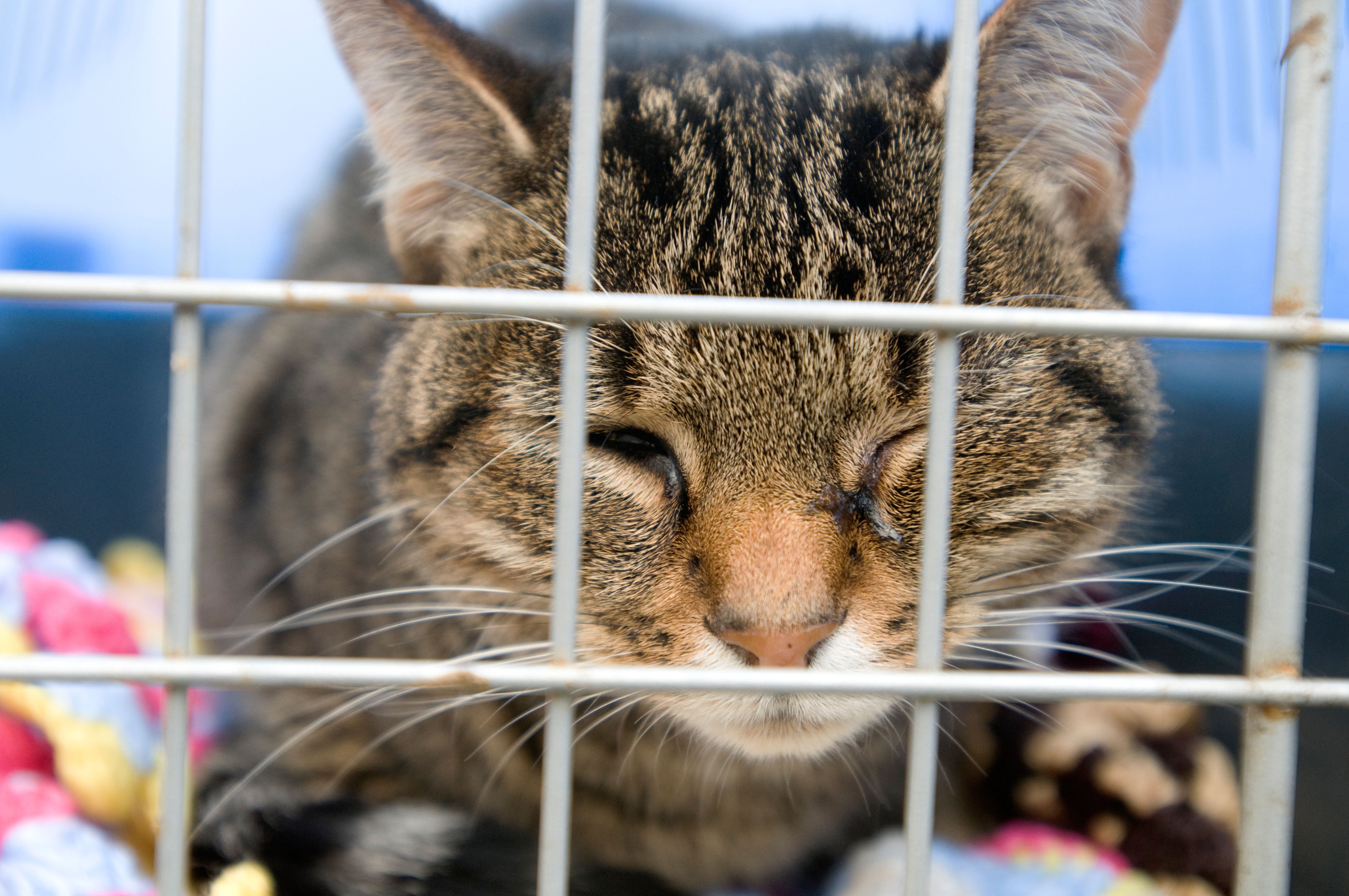 Emergency care will be the only exception for written estimates