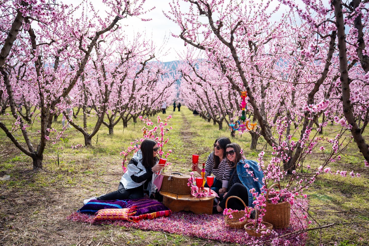 Why thousands of people travel to Greece every spring for peach blossoms