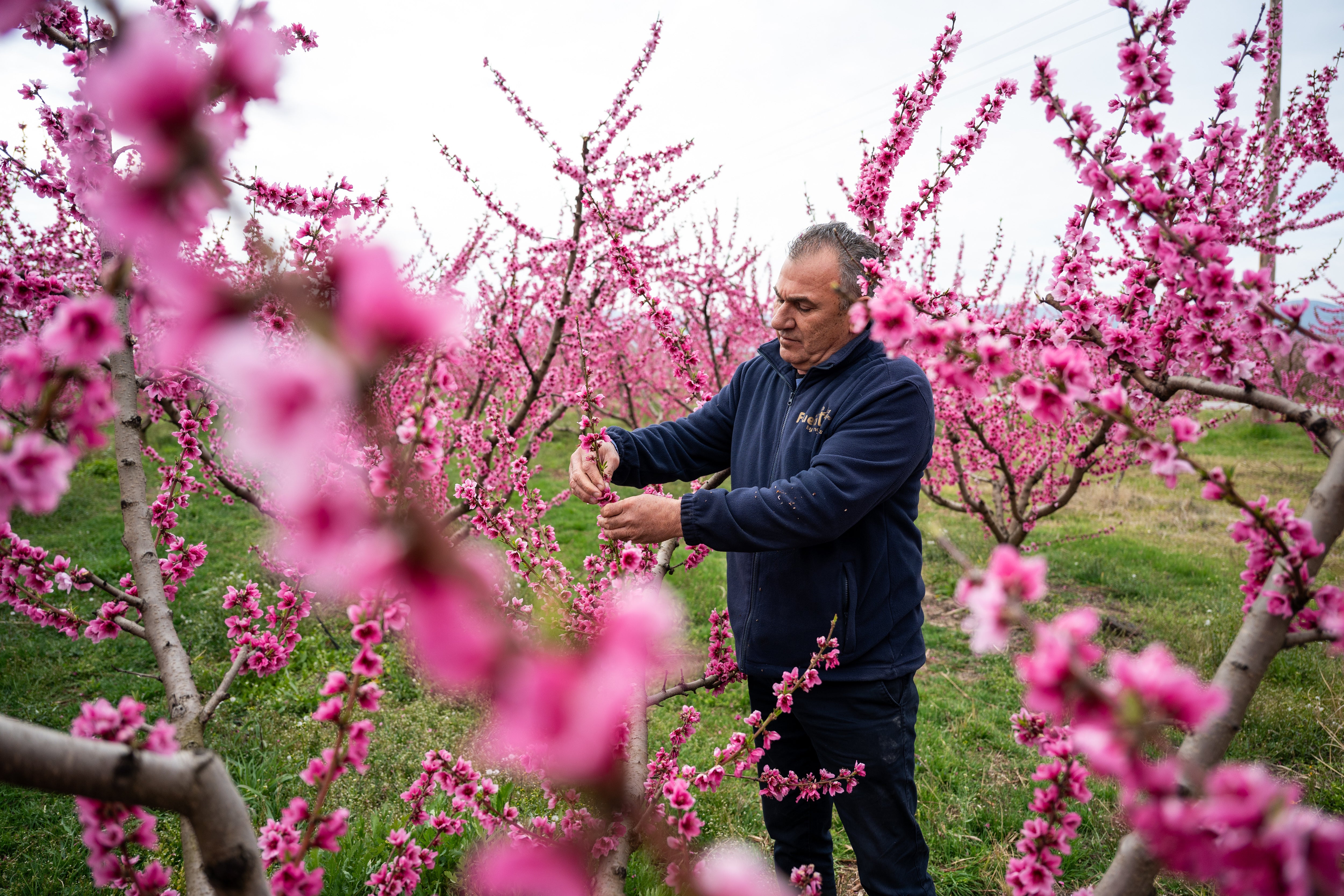 Anastasios Chalkidis, head of the Agricultural Association of Veria, tends the blooming peach trees