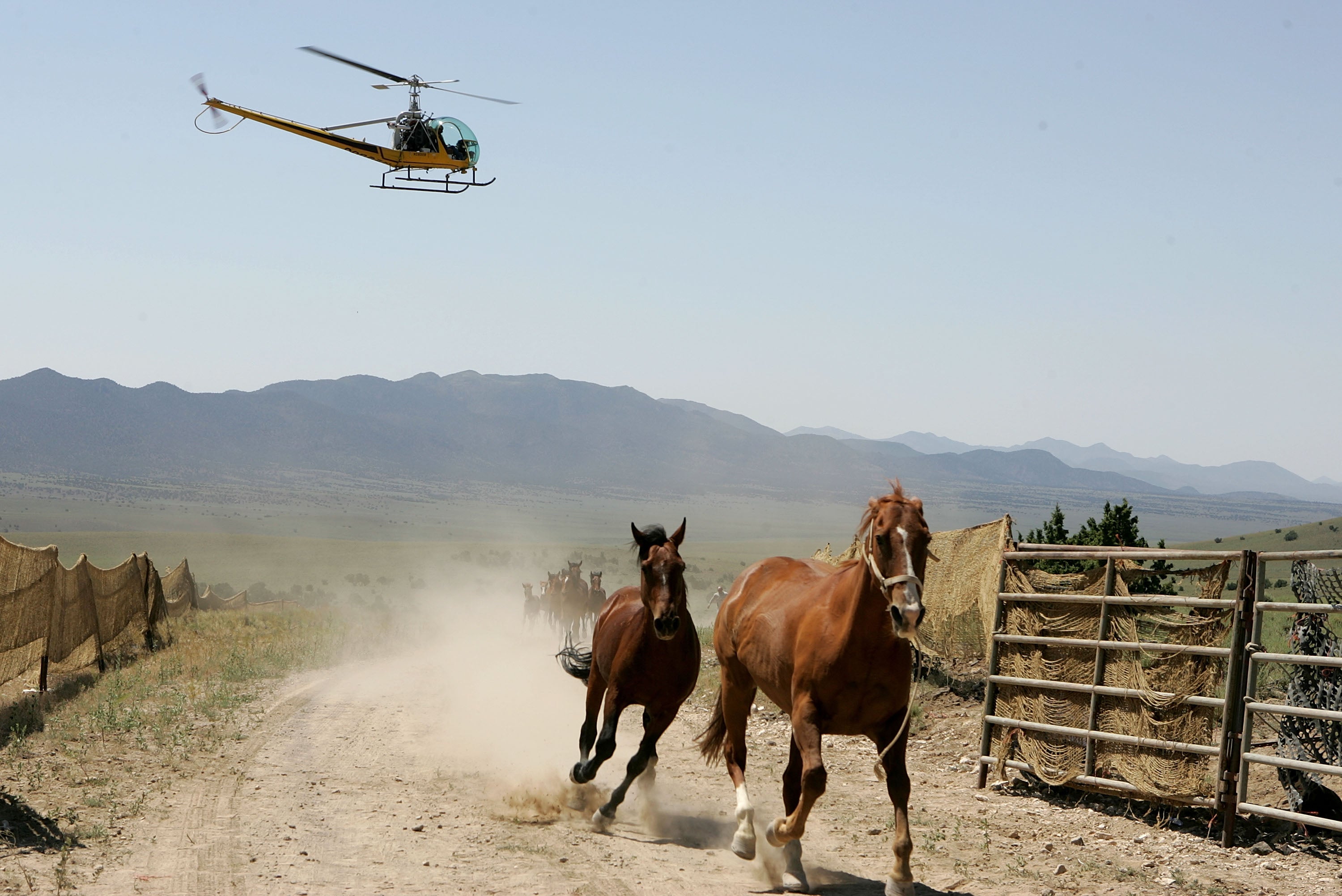 Wild horses being rounded up by helicopter in Nevada. Federal land managers plan to round up and remove over 14,000 wild horses throughout the Western U.S. this summer and fall, citing concerns that drought and wildfires have left little to forage for the animals