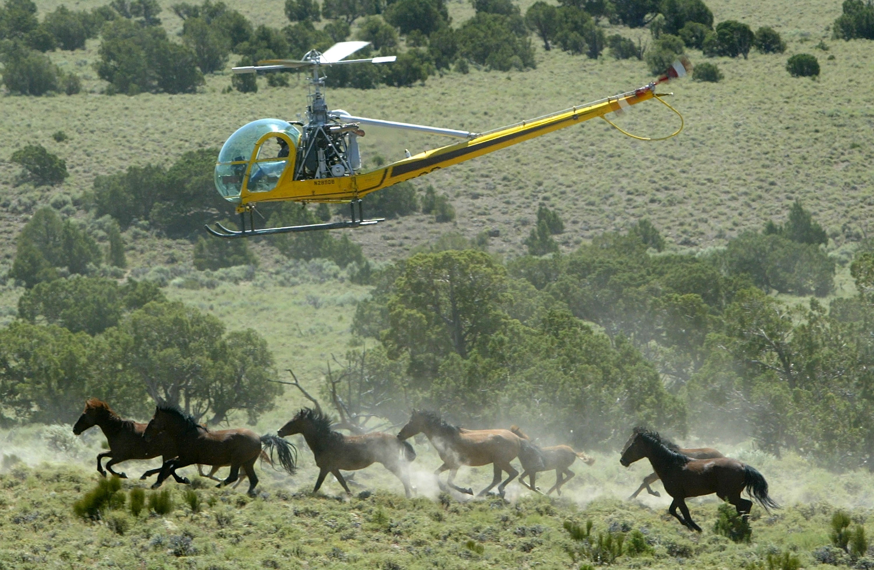 A helicopter flying over wild horses in Nevada. Federal officials plan to use helicopters across several U.S. states this summer to round up and remove wild horses