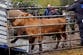 Men stole cows worth more than £20,000 and tried to hide them on a farm