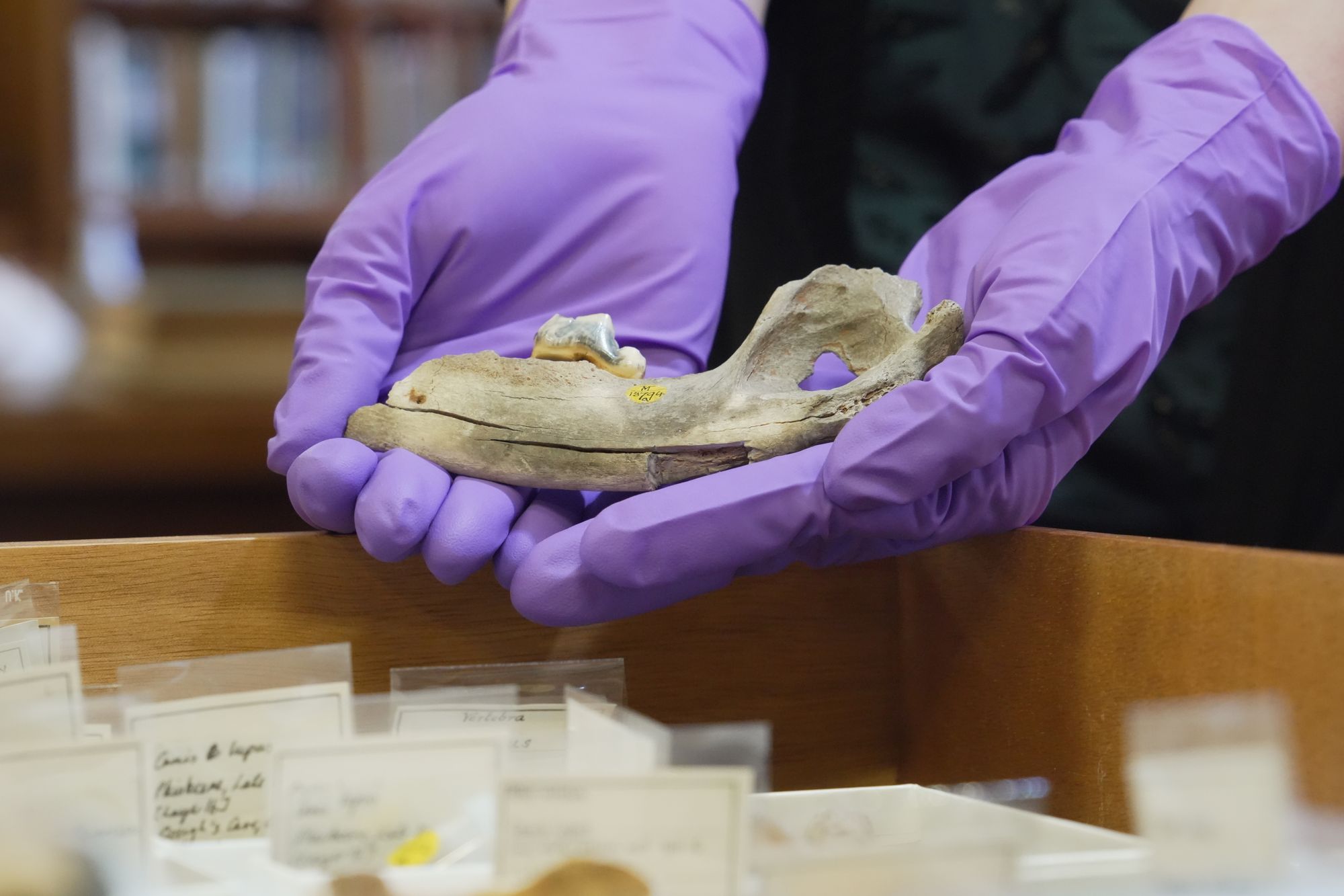 One author of the study said, ‘They are humanity's best friend, alongside our societies for the last 16,000 years and will continue to in the future’