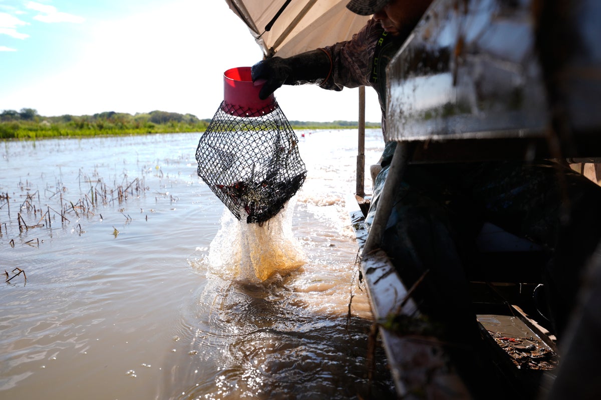 Photos shows the crawfish processing in Louisiana, an industry hit by a shortage of foreign workers