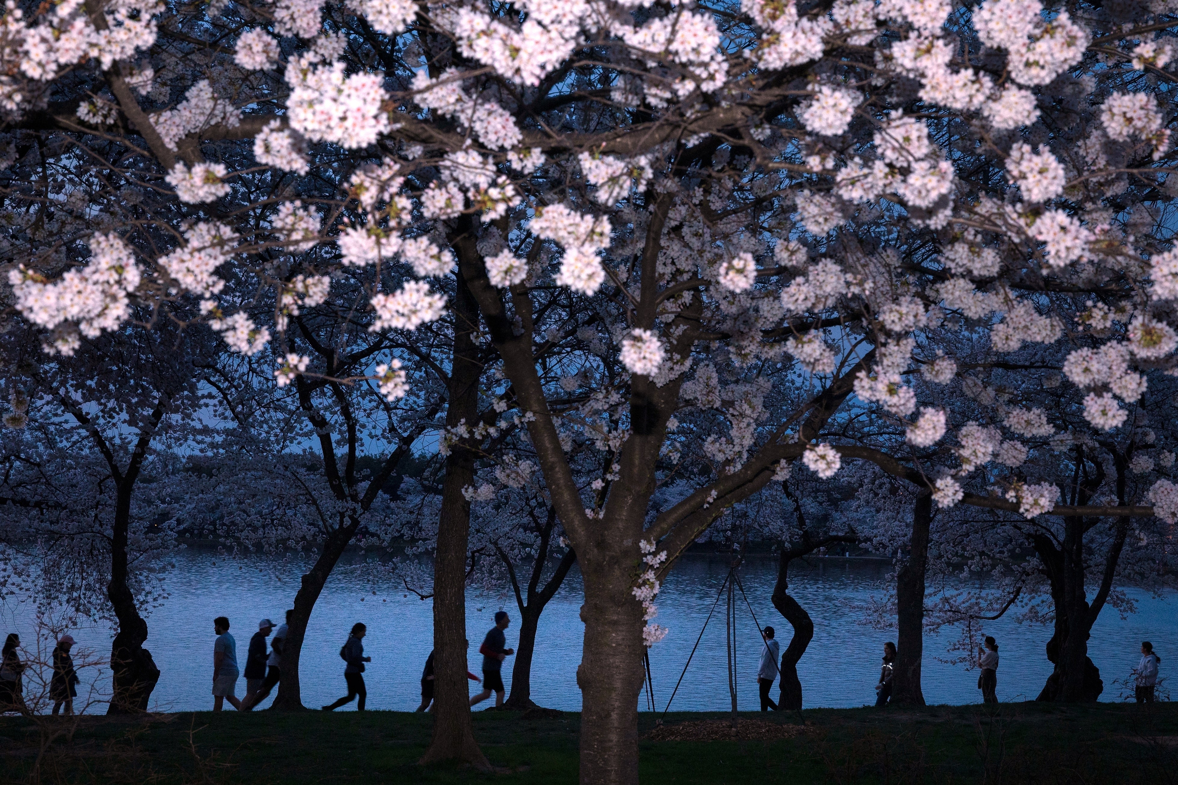 The cherry blossoms date back to a 1912 gift of 3,000 trees from the mayor of Tokyo, and the Japanese government remains involved in their care and in the annual festival celebrations