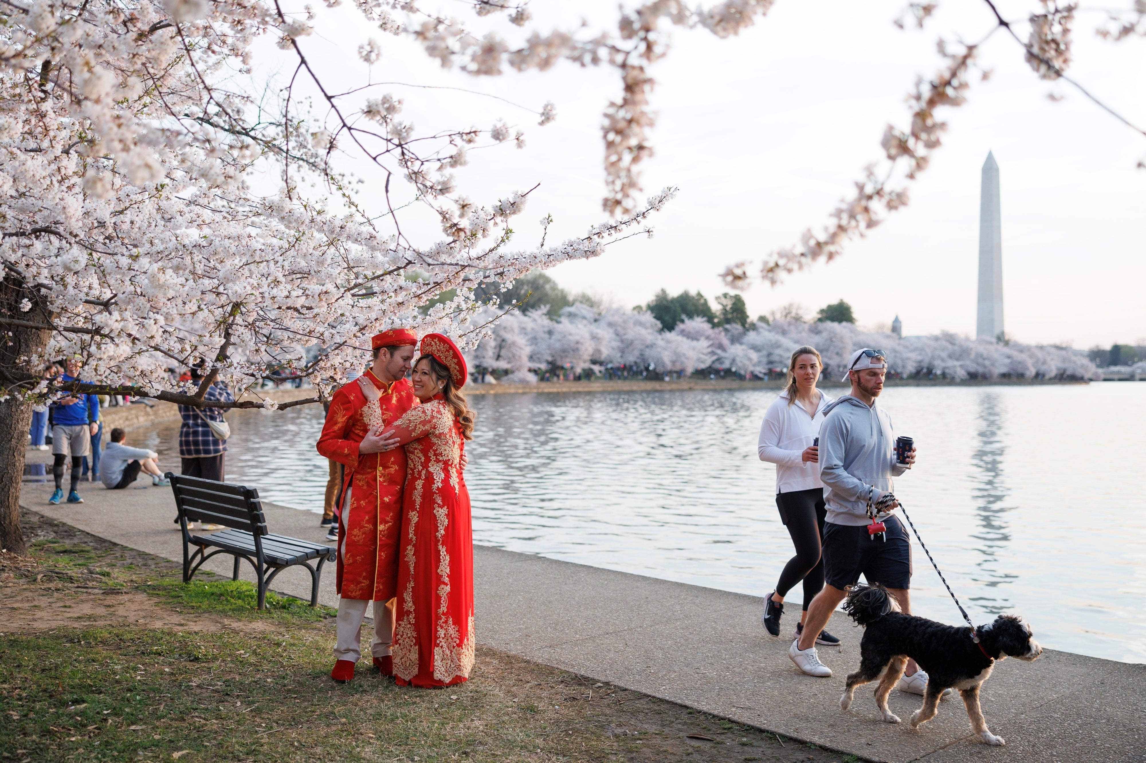 Aside from the bloom of the flowering trees themselves, there's also the four-week National Cherry Blossom Festival, which began March 20 and runs through April 12