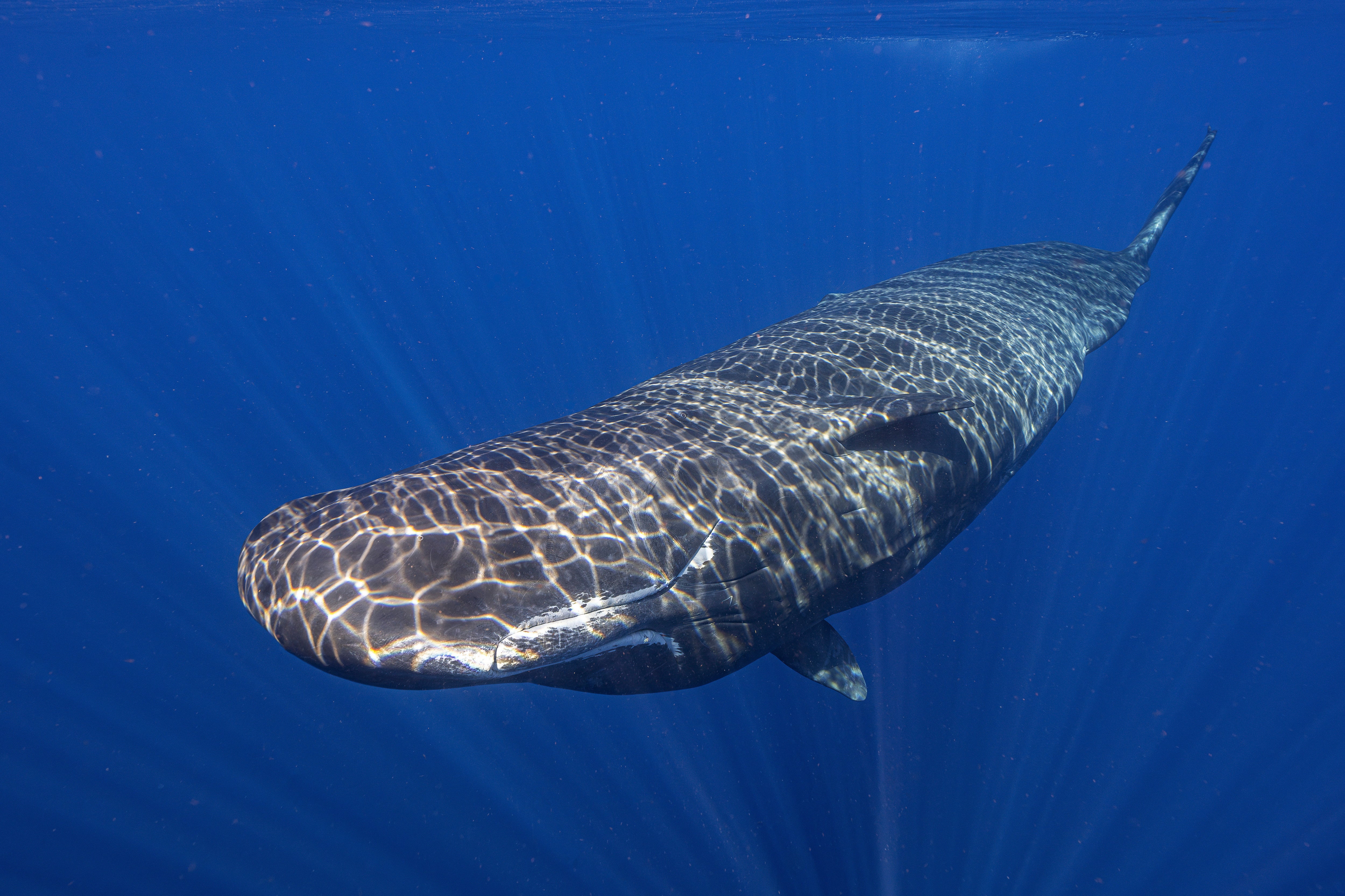 EEUU-CACHALOTES-PARTO