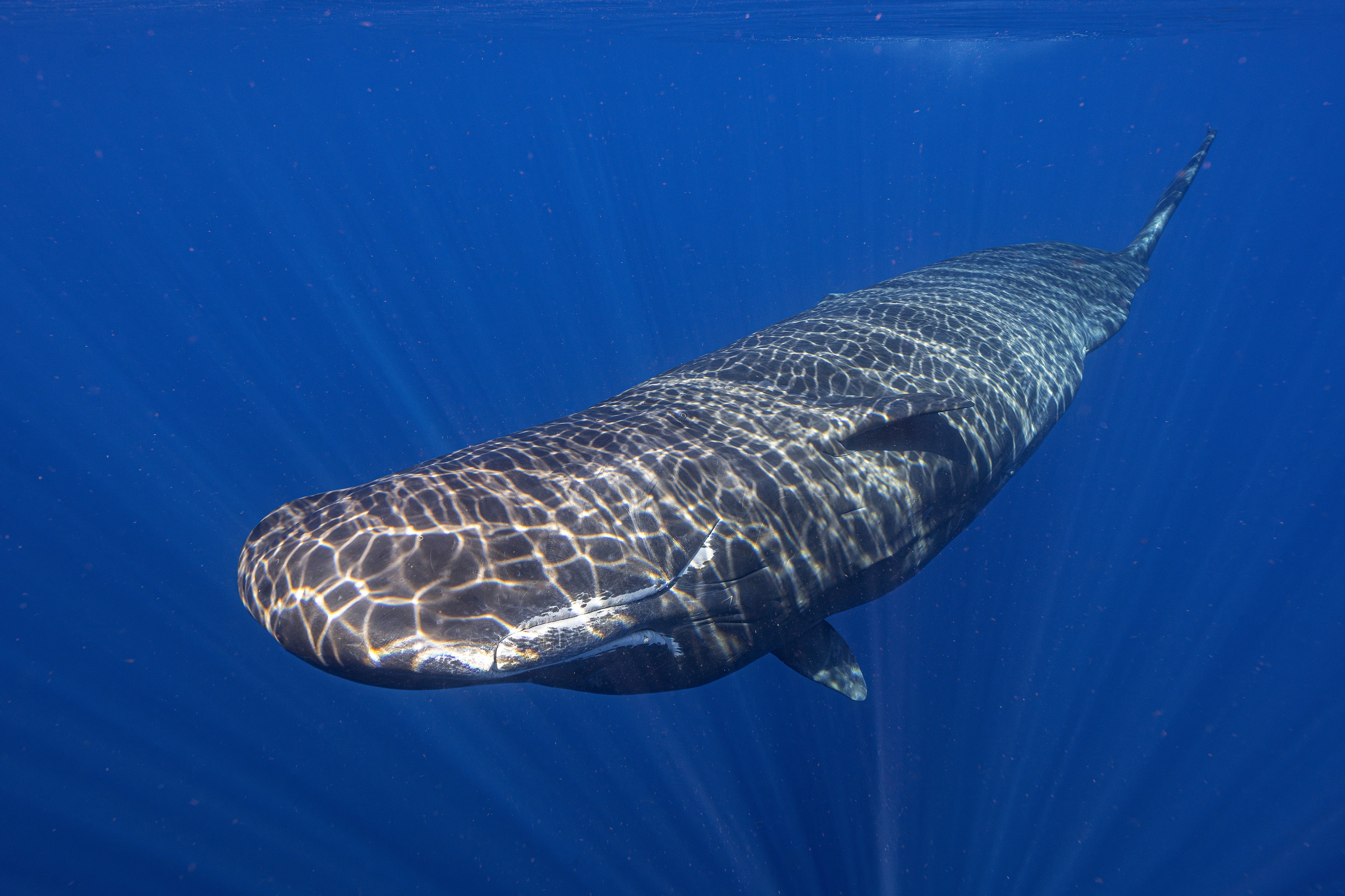 Sperm Whale Birth