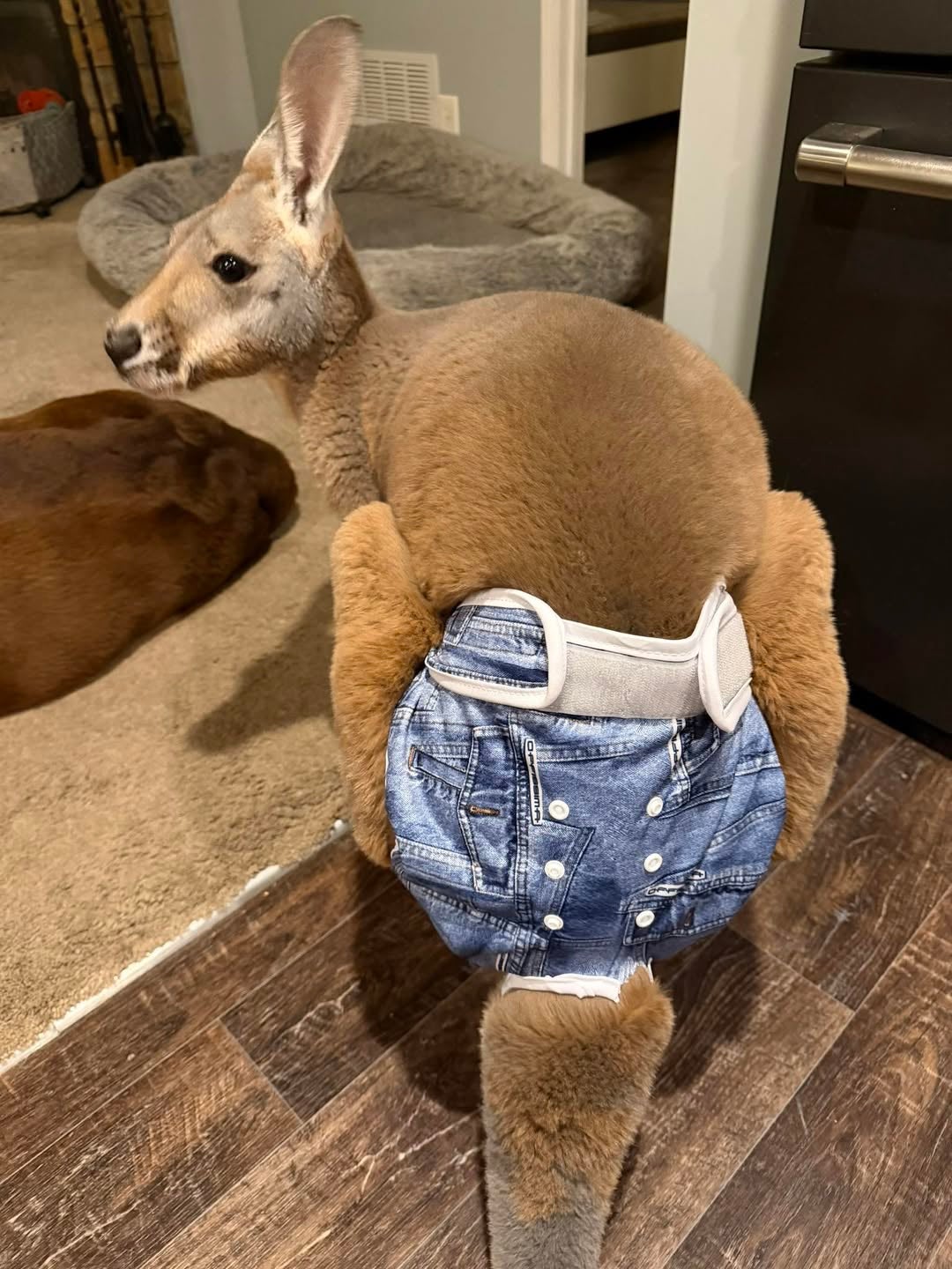 https://static.independent.co.uk/2026/03/26/20/37/Chesney-the-kangaroo.jpeg?trim=157,0,563,0&width=1200&height=800&crop=1200:800