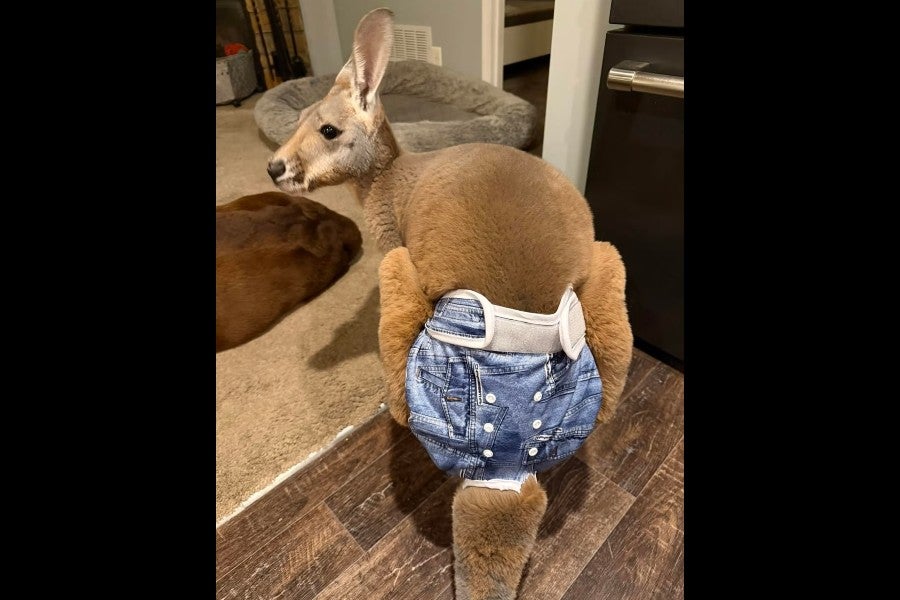 A pants-wearing kangaroo is on the loose in Wisconsin and cops need help to find it