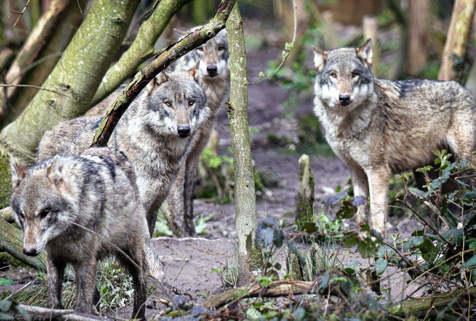 Wildwood says aggression is on the rise among wolf packs