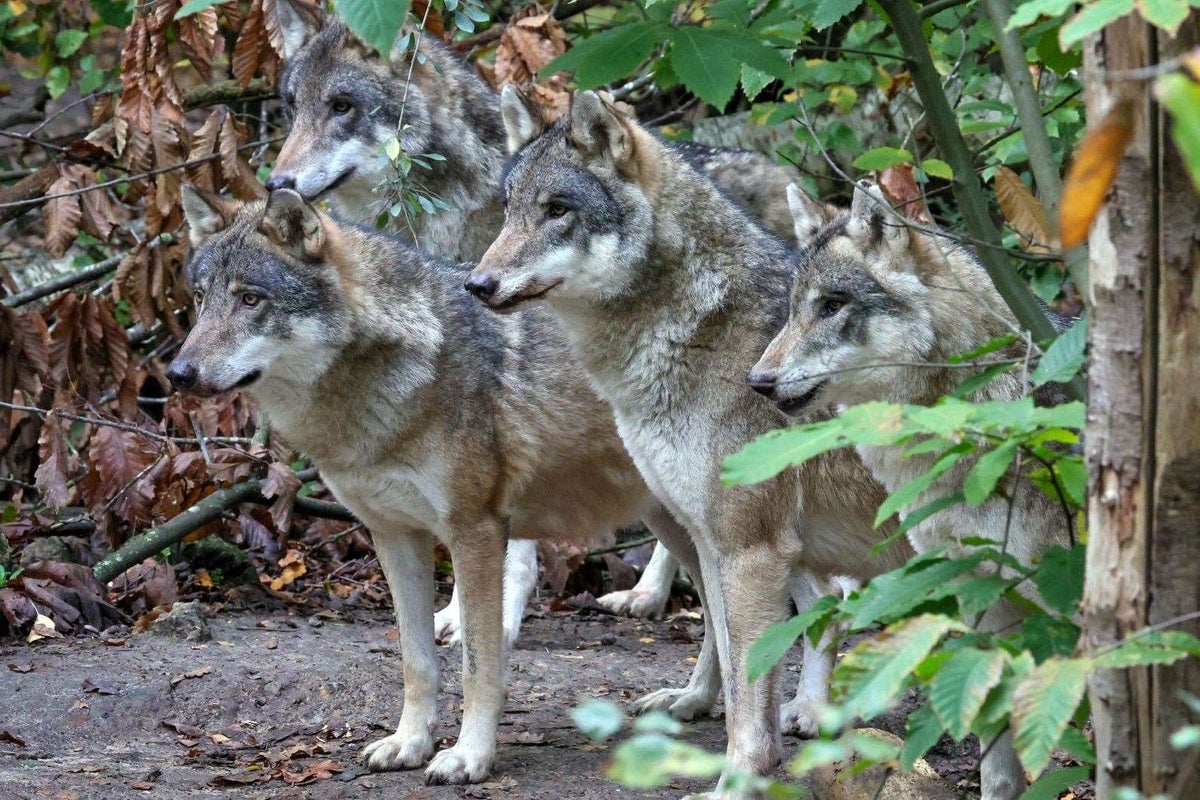 Animal park euthanises entire wolf pack after vicious infighting