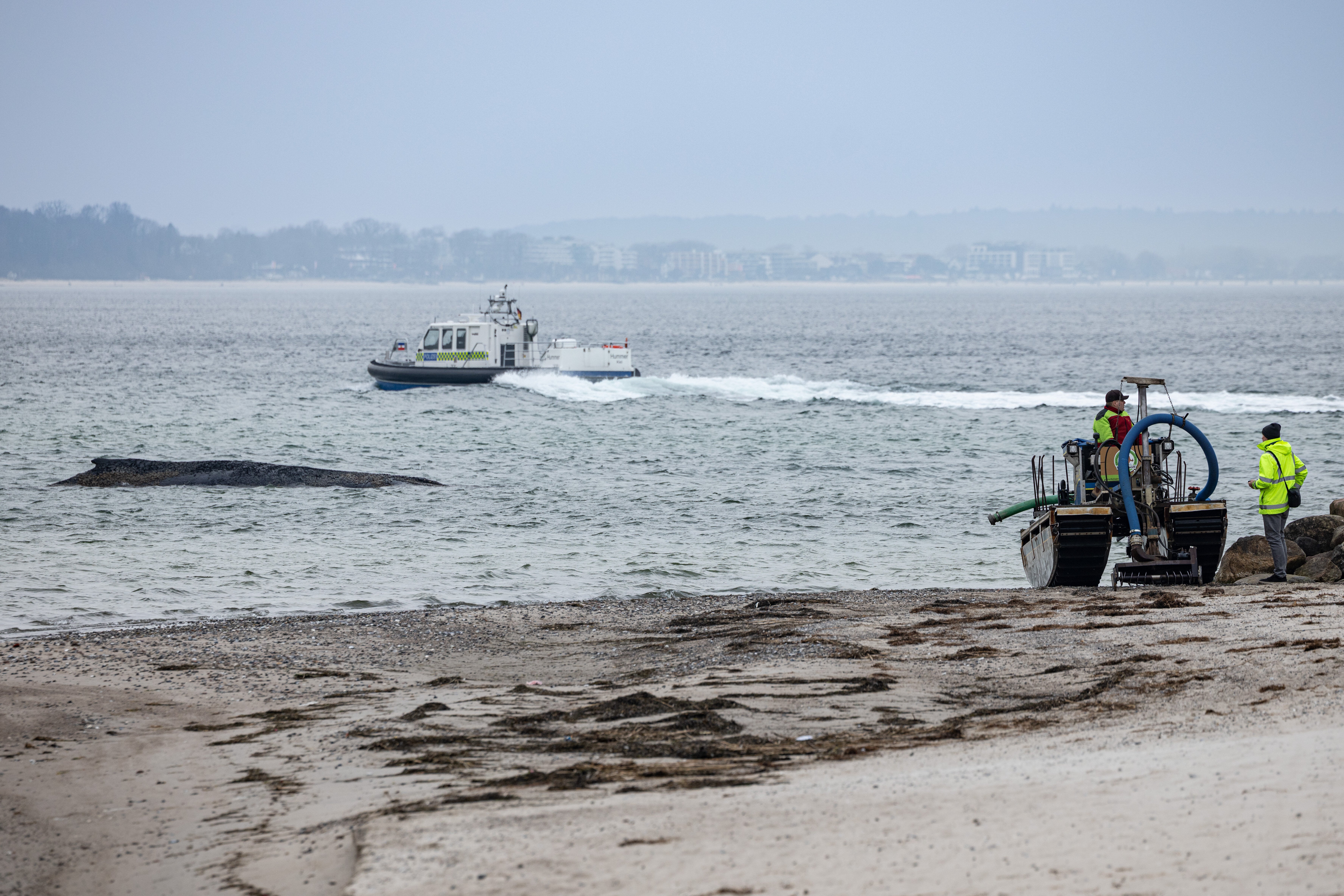 A suction dredger, right, used to dredge a pathway for the whale
