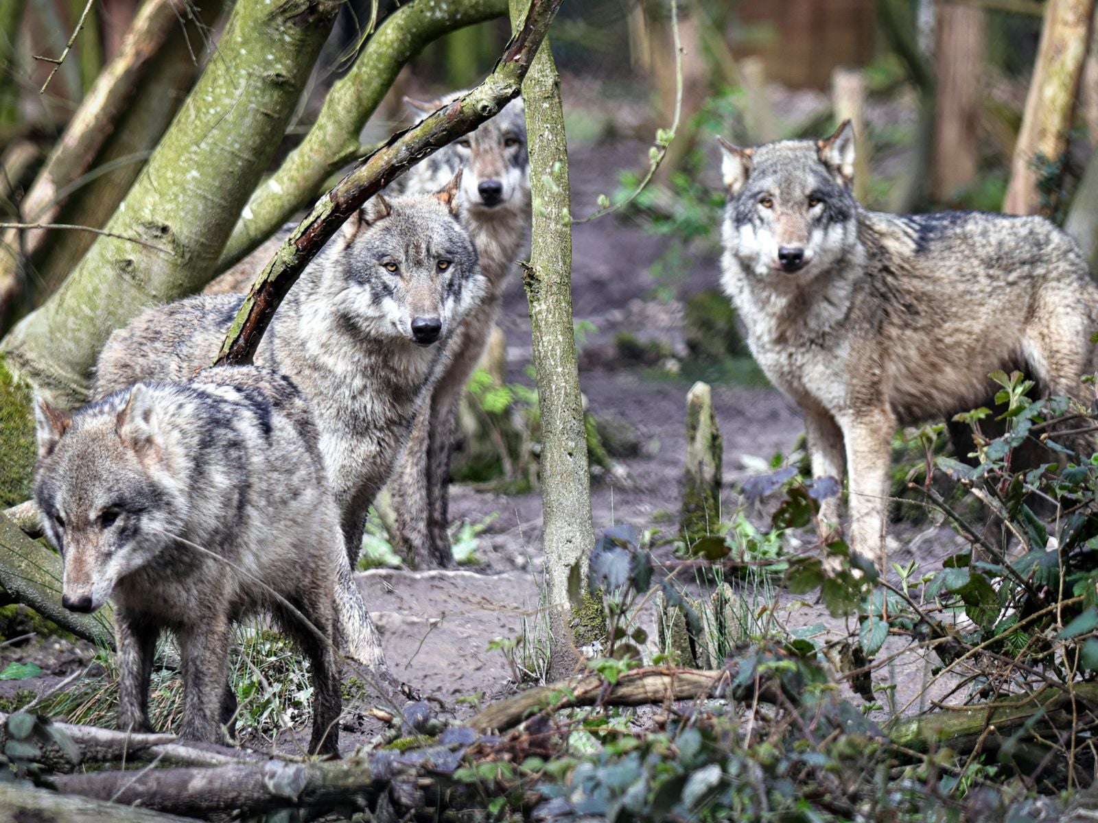63 Wolves Wildwood Trust: Debate erupts over wolves in captivity after Kent ...
