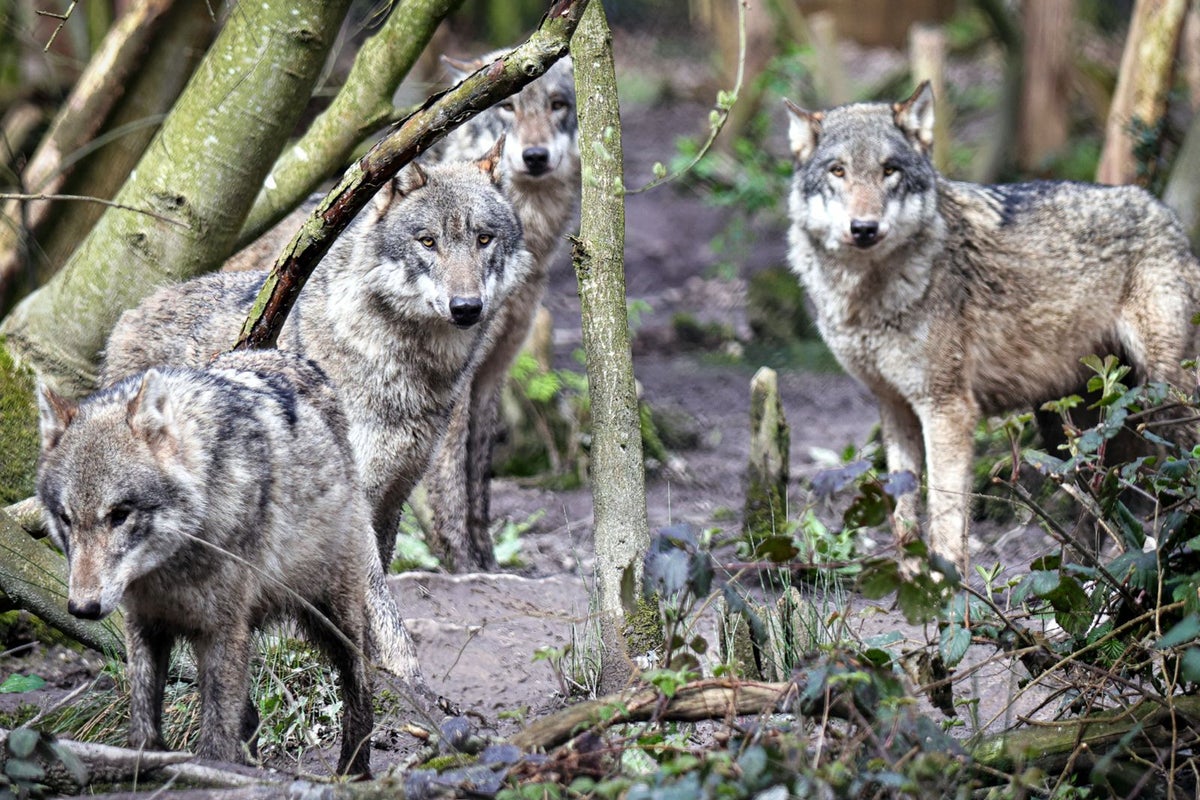 Debate erupts over wolves in captivity after animal park euthanises entire pack