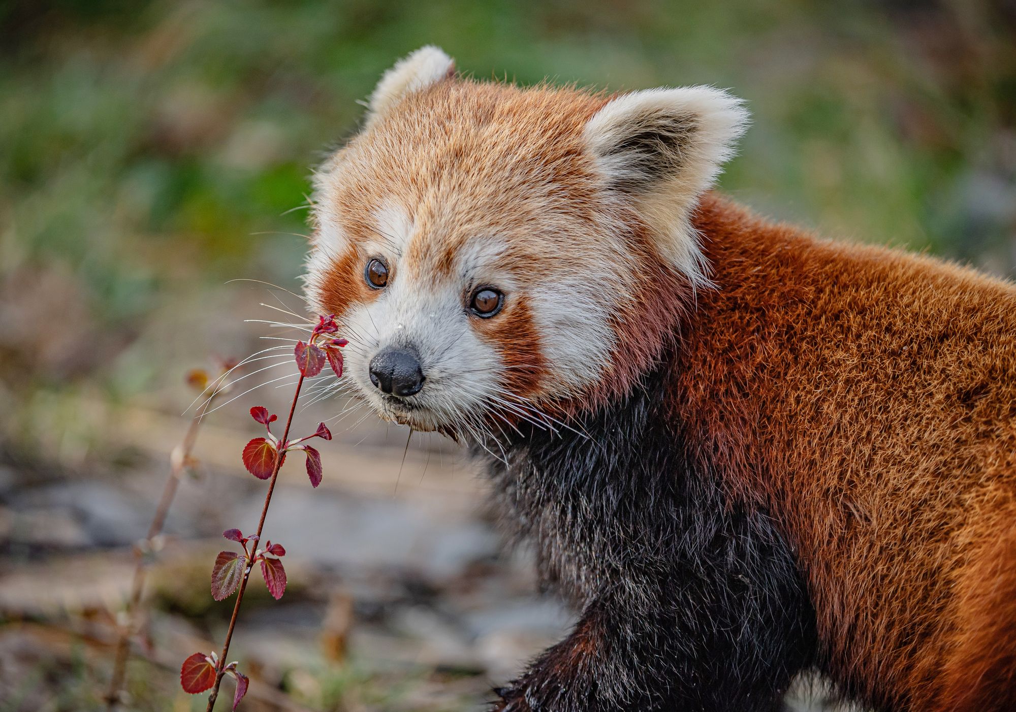https://static.independent.co.uk/2026/03/27/10/57/Akashi-the-red-panda-has-arrived-at-Chester-Zoo-to-help-safeguard-her-species-from-extinction_11.jpg?trim=87,0,87,0&width=1200&height=800&crop=1200:800