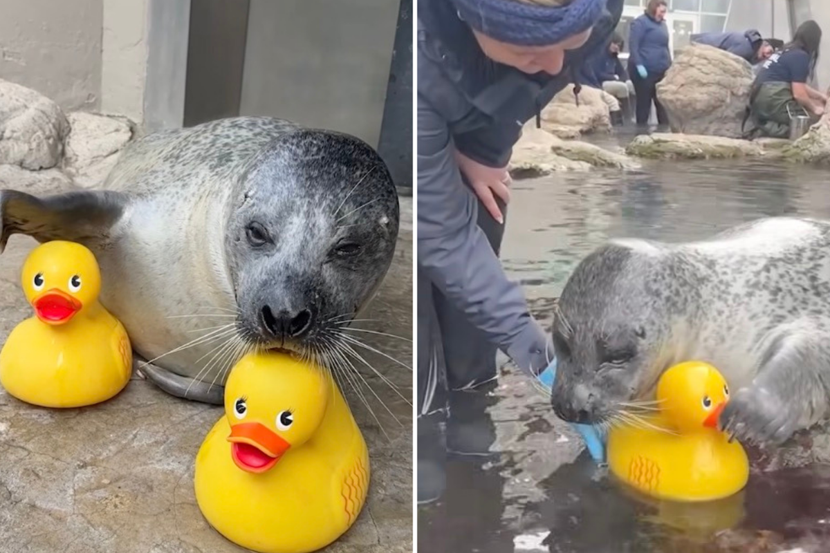 Watch as Reggae the seal makes friends with two rubber ducks – UK Times Watch as Reggae the seal makes friends with two rubber ducks – UK Times