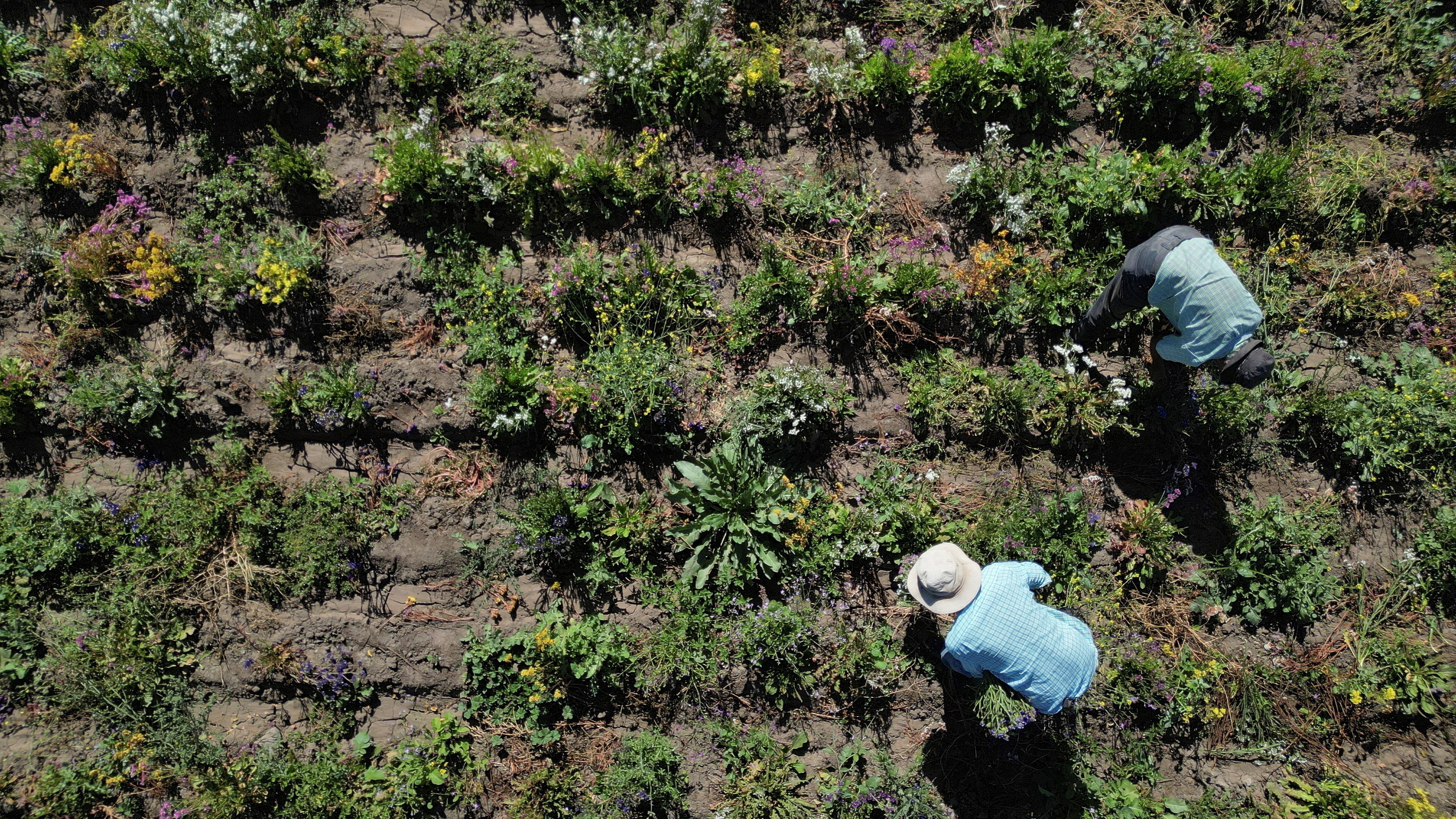 Harvests and food prices at risk as Iran war triggers global fertiliser crunch