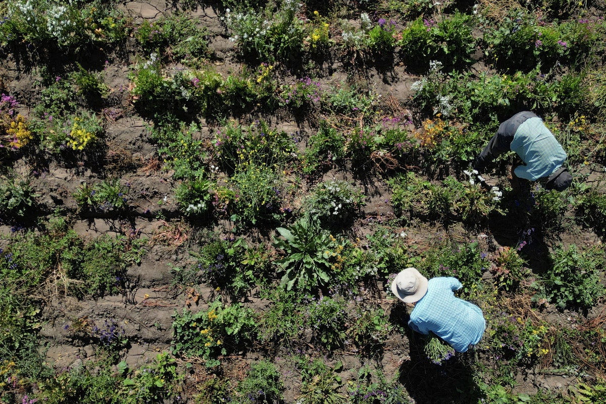 Harvests and food prices at risk as Iran war triggers global fertiliser crunch Harvests and food prices at risk as Iran war triggers global fertiliser crunch