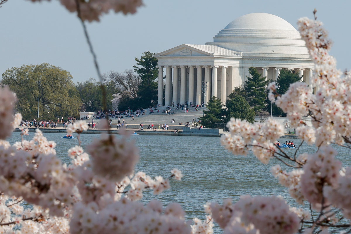 Cherry blossoms in DC hit peak bloom in stunning burst of pink