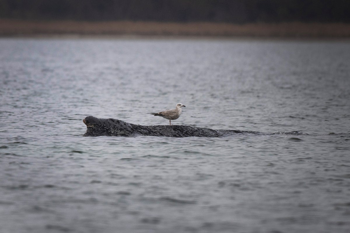 A stranded whale in Germany’s Baltic Sea weakens as hopes of its return to the Atlantic fade