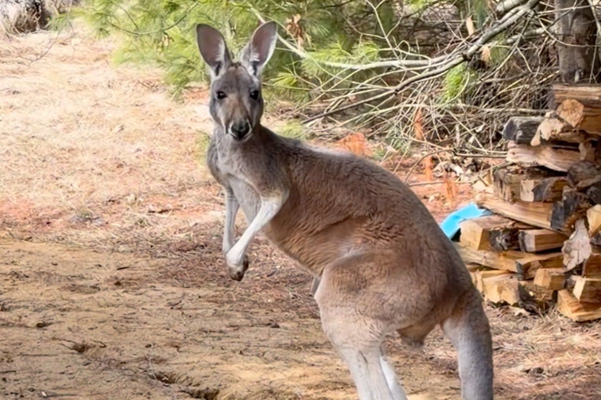 How runaway kangaroo was found three days after Wisconsin petting zoo escape How runaway kangaroo was found three days after Wisconsin petting zoo escape