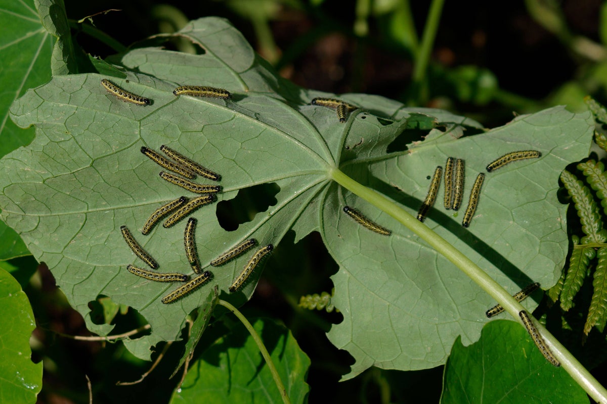 Why caterpillars shouldn&rsquo;t be viewed as garden pests