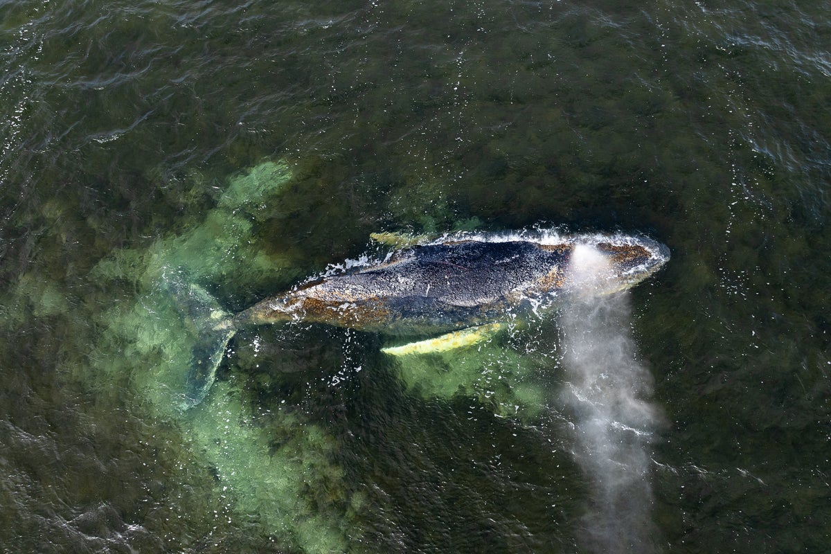 Timmy the whale’s carcass dragged onto Danish beach after weeks languishing in shallow waters – UK Times Timmy the whale’s carcass dragged onto Danish beach after weeks languishing in shallow waters – UK Times