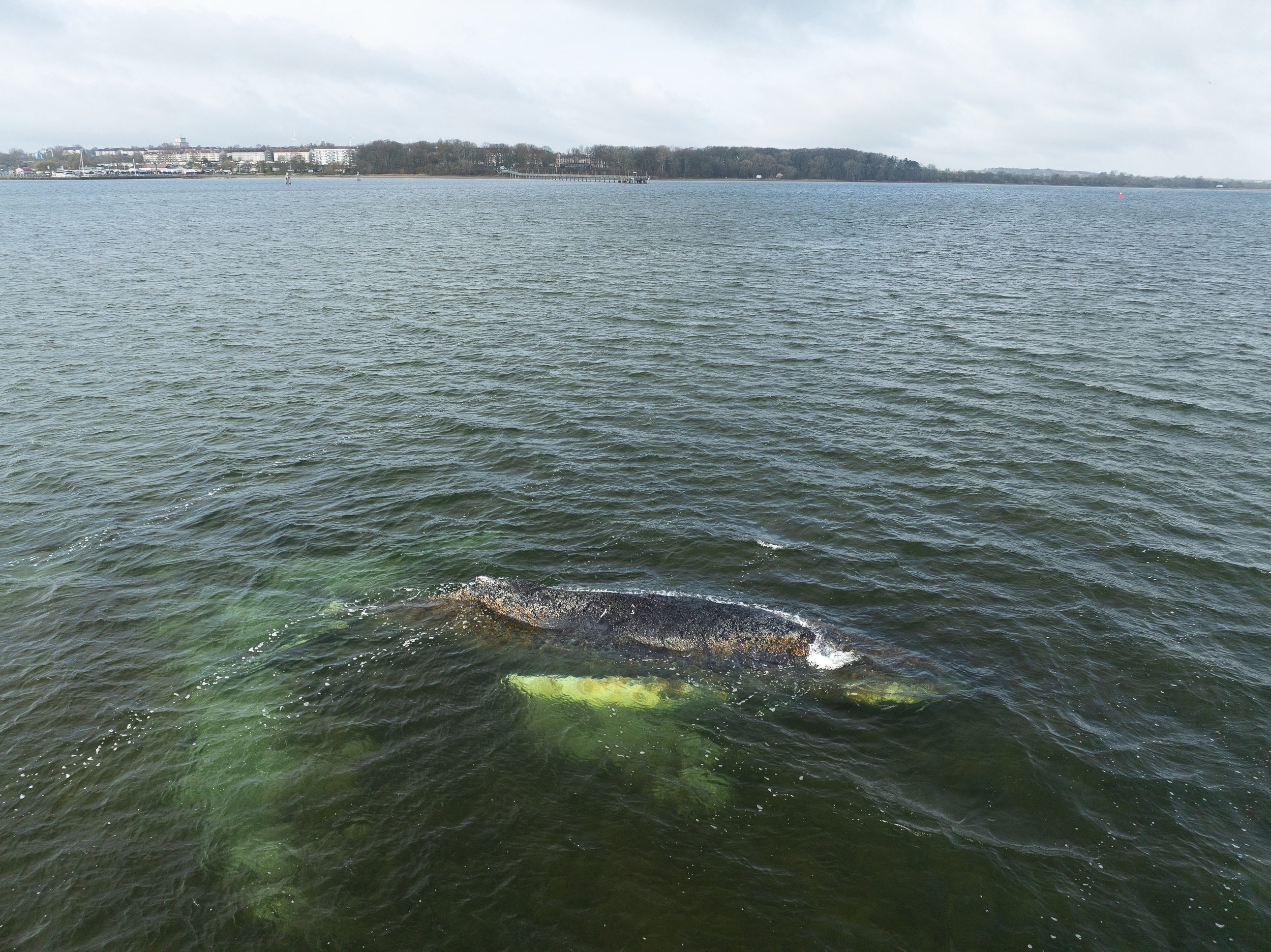 https://static.independent.co.uk/2026/03/30/10/57/GERMANY-NATURE-ANIMAL-WHALE-RESCUE-6n9io63w.jpeg?trim=109,0,96,0&width=1200&height=800&crop=1200:800