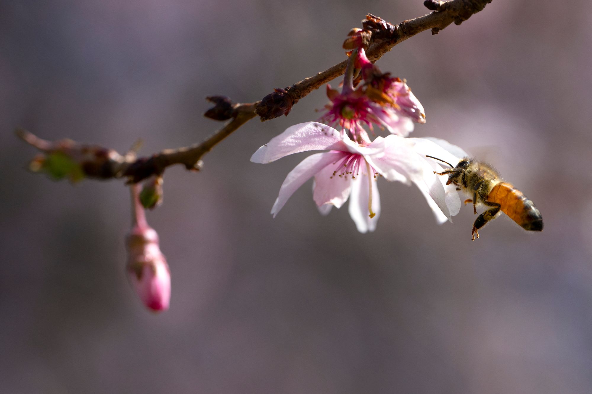 The flowers that bees pollinate usually don’t have tree pollens that are typically the source of seasonal allergies