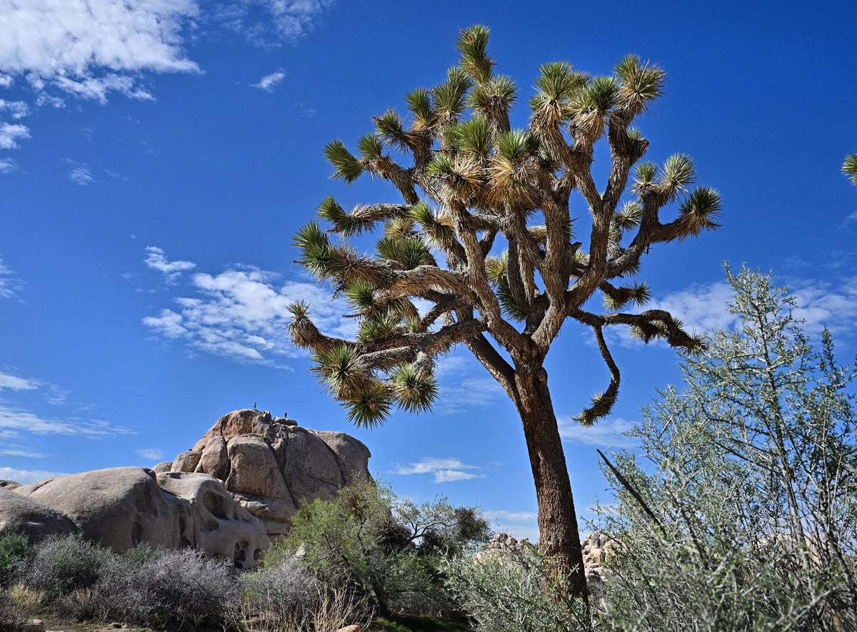 Madencilik şirketinin ABD Ulusal Parkı yakınında nadir toprak elementleri kazma planlarını duyurmasının ardından aktivistler öfkelendi