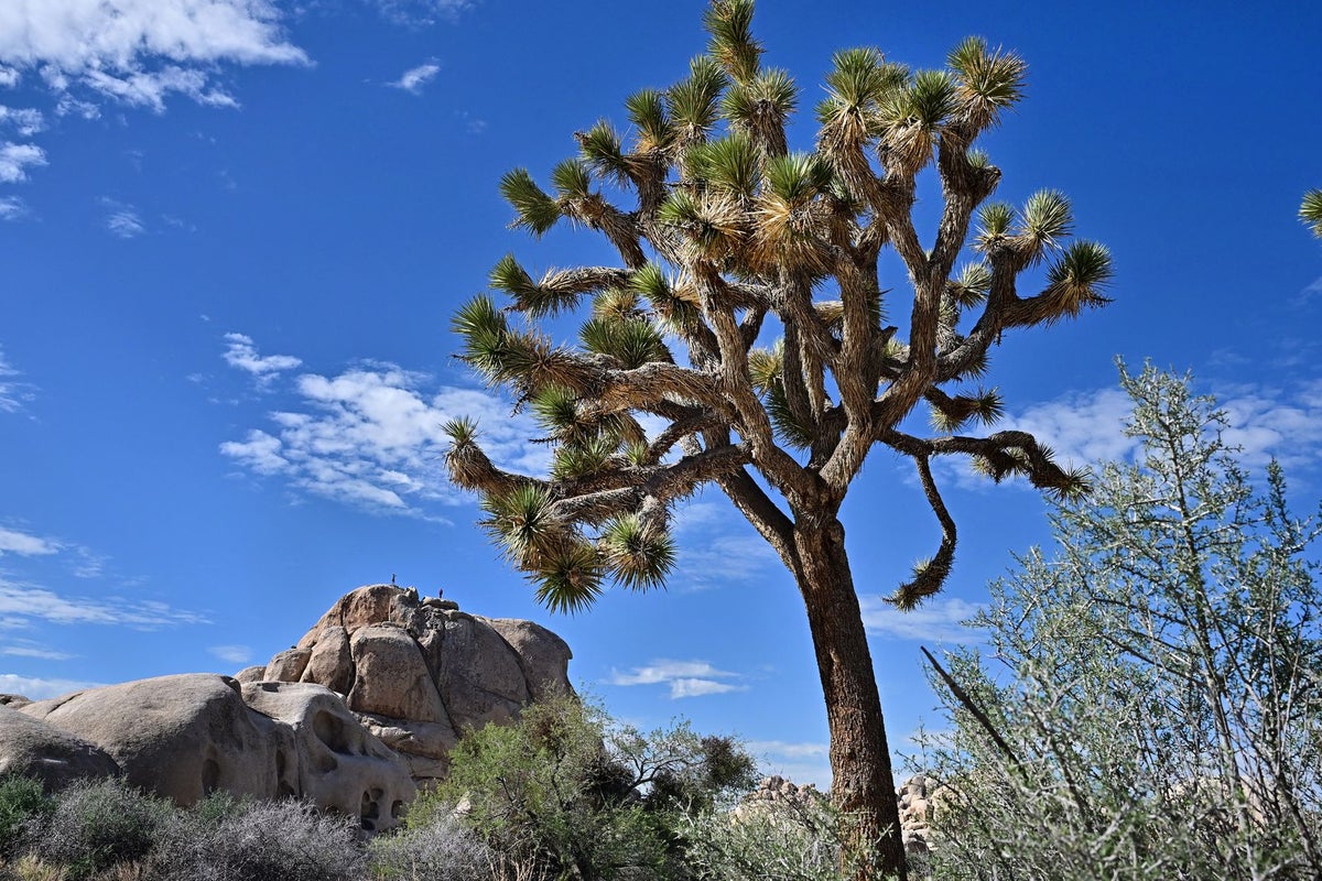 Activists outraged after mining company announces plans to dig for rare earth elements next to US National Park – UK Times Activists outraged after mining company announces plans to dig for rare earth elements next to US National Park – UK Times
