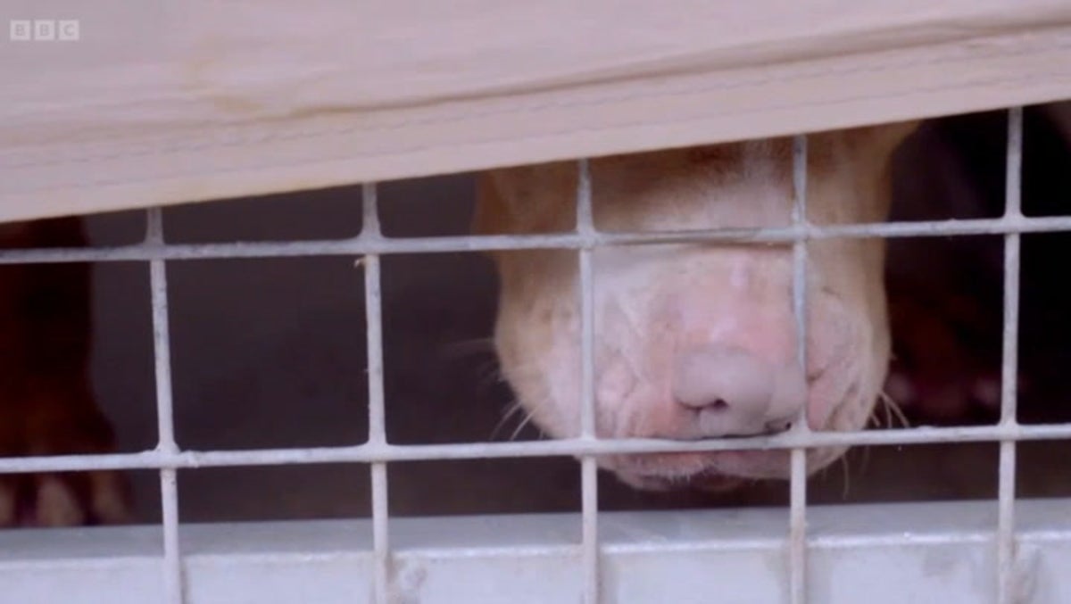 XL Bully dogs in a kennel