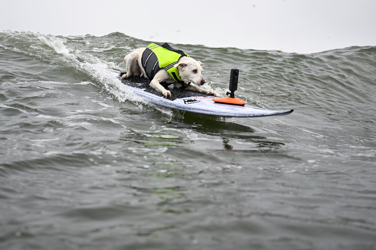 Sugar The Surfing Dog's passing announced in heartbreaking post