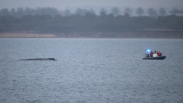 <p>Una lancha neumática de la policía se acerca a una ballena jorobada que yace en la bahía de Wismar, Alemania</p>
