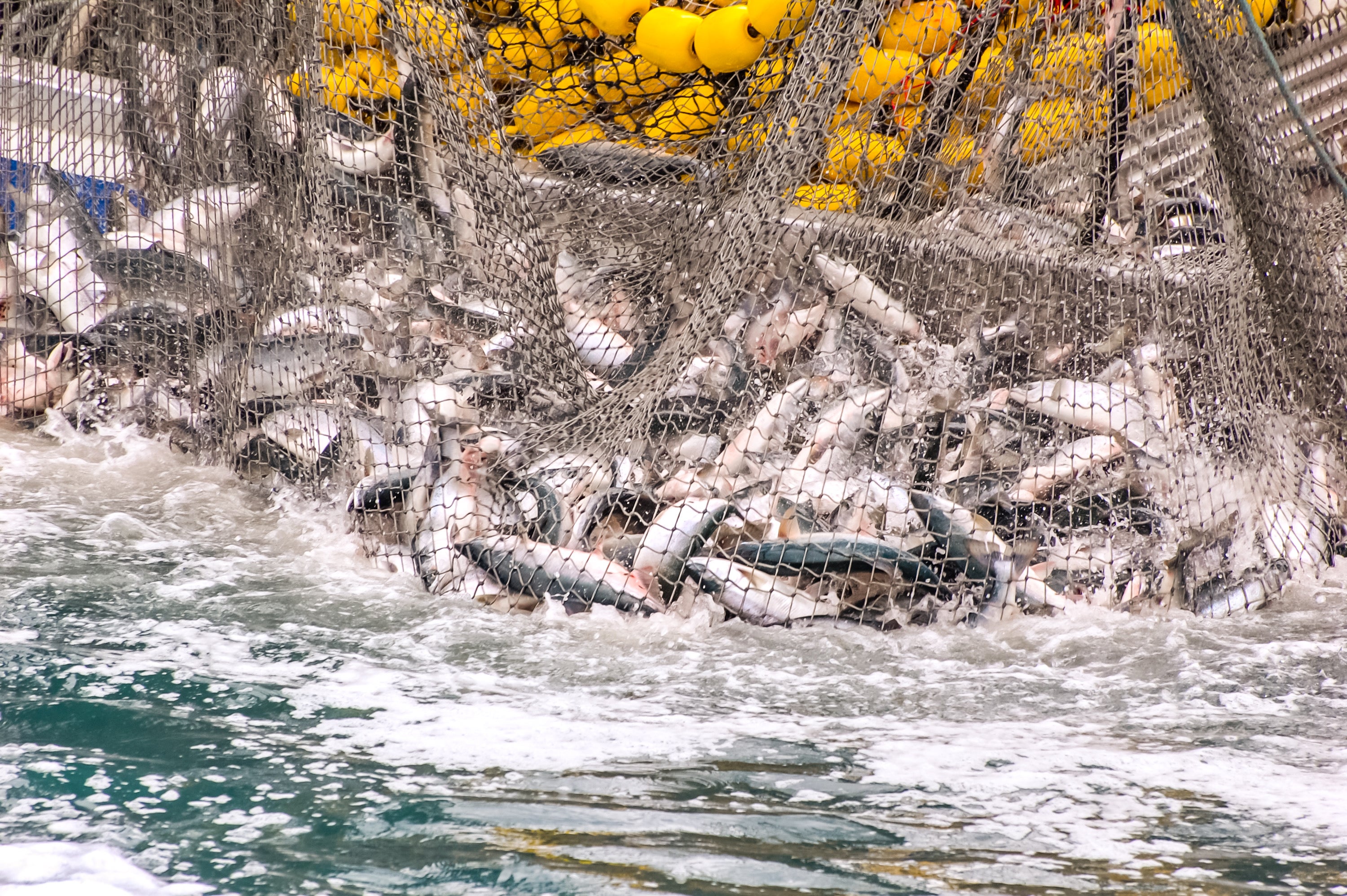 Is fish the most unethically complex meal you can serve? Sustainability ...